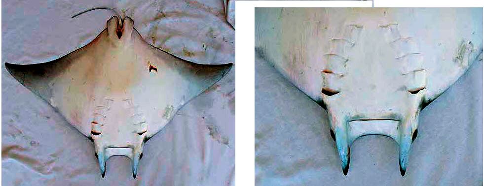 Mobula tarapacana_07.jpg